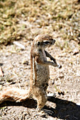 Erdhörnchen, Etosha National Park, Kunene Region, Namibia