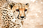Close-up of Cheetah, Damaraland, Namibia