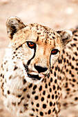 Close-up of Cheetah, Damaraland, Namibia