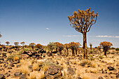 Kokerboom, Keetmanshoop, Namibia