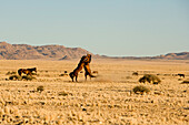 Pferde, Aus, Karas Region, Namibia