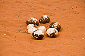 Ostrich Eggs, Kolmanskop, Kalahari, Namibia