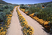 Farm Road Through Flowers, Namaqualand, South Africa