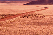 Straße durch die Gräserwüste, Namaqualand, Südafrika