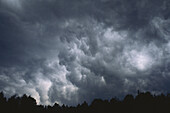 Sturmwolken und Bäume, Shamper's Bluff, New Brunswick, Kanada