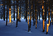 Trees and Snow in Evening Light, Shamper's Bluff, New Brunswick, Canada