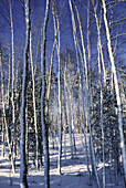 Bäume und Schnee, Shamper's Bluff, New Brunswick, Kanada