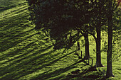 Lombardy Poplars near Taupo, North Island, New Zealand