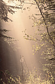 Light Streaming Through Trees, Shamper's Bluff, New Brunswick, Canada