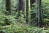 Regenwald, Cathedral Grove, Vancouver Island, British Columbia, Kanada