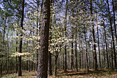 Kiefern und Hartriegel im Frühling bei Birmingham, Alabama, USA