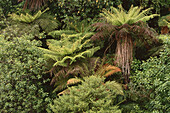 Baumfarne und einheimische Vegetation, bei Jackson's, Highway 73, Südinsel, Neuseeland