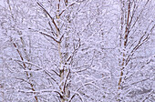 Snow-Covered Trees, Shamper's Bluff, New Brunswick, Canada