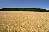 Field of Barley, Coalgate, South Island, New Zealand