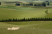 Schafe im Feld bei Geraldine, Südinsel, Neuseeland