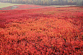 Blaubeerfeld im Herbst, Kingston Creek, New Brunswick, Kanada