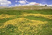 Frühling bei Estanica, Harberton, Tierra Del Fuego, Argentinien