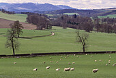 Frühlingshafte Bauernhofszene mit Schafen, Munzie, Schottland