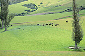 Cattle Grazing near Geraldine, South Island, New Zealand