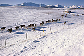 Rinder in der Nähe von Bergen, Alberta, Kanada