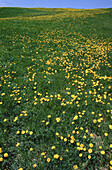 Field of Dandelions, Bloomfield, New Brunswick, Canada
