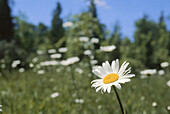 Daisies, Goderich, Ontario, Canada