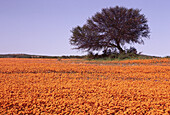 Baum im Wildblumenfeld, Karkhams Area, Südafrika