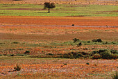Tree in Field of Flowers, Namaqualand, South Africa