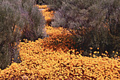 Wildblumen, Namaqualand, Südafrika