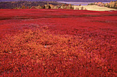 Heidelbeerfeld im Herbst, Kingston Creek, New Brunswick, Kanada