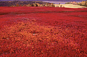 Blueberry Field in Autumn, Kingston Creek, New Brunswick, Canada