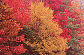 Trees in Fall, Kingston, New Brunswick, Canada