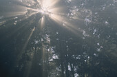 Sonnenstrahlen und Nebel im Wald, Shamper's Bluff, New Brunswick, Kanada