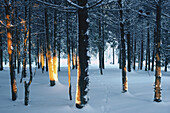 Bäume im Schnee, Shamper's Bluff, New Brunswick, Kanada