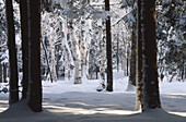 Snow and Trees, Shamper's Bluff, New Brunswick, Canada