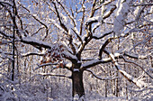 Früher Schnee bei Ithaca, New York, USA