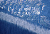 Toter Wald nach einem Brand, Banff National Park, Alberta, Kanada
