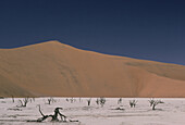 Abgestorbene Bäume in einem alten trockenen Seebett, Wüste, Namibia