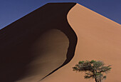 Baum und Sanddüne, Namibia