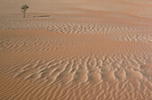 Baum und Muster im Wüstensand, Namibia