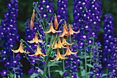 Canada Lillies and Delphiniums, Shampers Bluff, New Brunswick, Canada