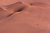 Gemsbock in der Wüste Sossusvlei Namibia