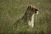 Weiblicher Löwe Masai Mara Kenia
