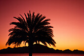Silhouette einer Palme bei Sonnenaufgang in der Nähe von Guaymas, Mexiko