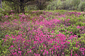 Wild Rhododendron Gorham's Bluff, New Brunswick Canada