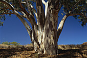 Eucalyptus Tree Flinders Ranges National Park Australia
