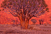 Quiver Trees at Sunrise Kokerboomkloof Richtersveld National Park South Africa