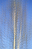 Birch Tree and Sky Shampers Bluff, New Brunswick Canada