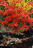 Bäume und Bach im Herbst Perry Point, New Brunswick Kanada