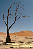 Toter Baum in der Wüste, Namibia